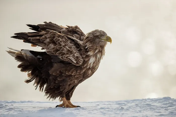 Framed Print : White-tailed eagle (Haliaeetus albicilla) shaking its feathers perched on snow-covered harbour wall, Rausu, Hokkaido, Japan Framed Print : White-tailed eagle (Haliaeetus albicilla) shaking its feathers perched on snow-covered harbour wall, Rausu, Hokkaido, Japan