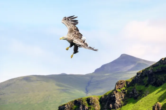 Framed Print : White-tailed eagle (Haliaeetus albicilla) swooping down to feed on fish, with Ben More in the background, Isle of Mull, Scotland, UK. June Framed Print : White-tailed eagle (Haliaeetus albicilla) swooping down to feed on fish, with Ben More in the background, Isle of Mull, Scotland, UK. June