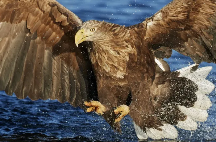 Framed Print : White-tailed Eagle (Haliaetus albicilla) Norway, November Framed Print : White-tailed Eagle (Haliaetus albicilla) Norway, November