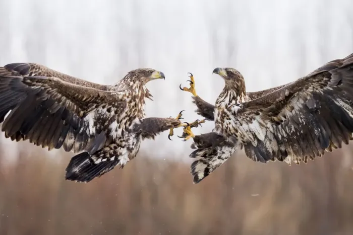 Framed Print : White tailed eagles (Haliaeetus albicilla) two juveniles fighting in flight, Lake Csaj Framed Print : White tailed eagles (Haliaeetus albicilla) two juveniles fighting in flight, Lake Csaj