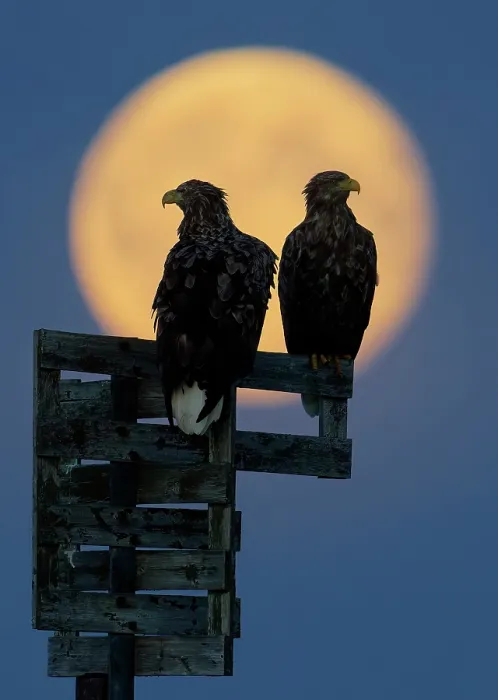Framed Print : Two White-tailed eagles (Haliaeetus albicilla) silhouetted by a full moon, Norway. October