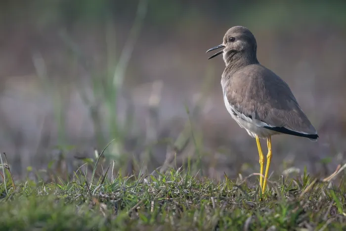 Framed Print : White-tailed lapwing (Vanellus leucurus) standing on grass, calling, Pachgaon, near Dholpur, Rajasthan, India Framed Print : White-tailed lapwing (Vanellus leucurus) standing on grass, calling, Pachgaon, near Dholpur, Rajasthan, India
