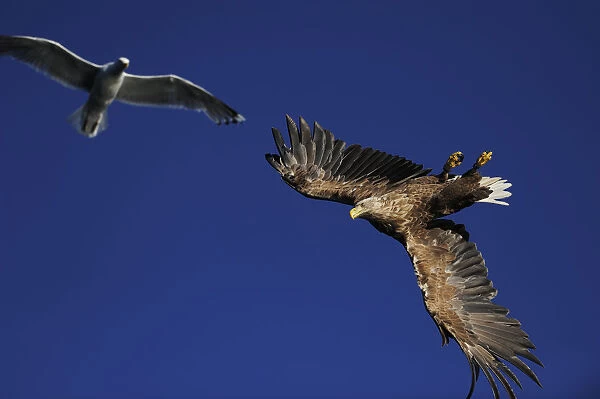 White tailed sea eagle (Haliaeetus albicilla) and Greater black backed gull (Larus