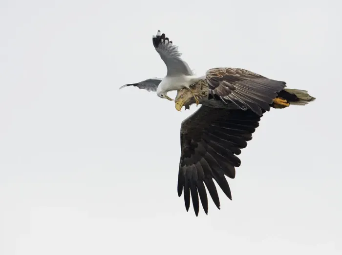 Framed Print : White-tailed Sea Eagle (Haliaeetus albicilla) being attacked by a Common Gull (Larus Framed Print : White-tailed Sea Eagle (Haliaeetus albicilla) being attacked by a Common Gull (Larus