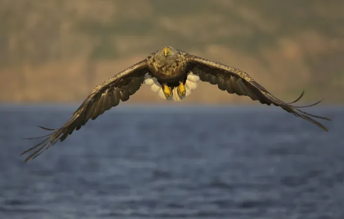Framed Print : White tailed Sea Eagle (Haliaeetus albicilla) in flight, Norway, July Framed Print : White tailed Sea Eagle (Haliaeetus albicilla) in flight, Norway, July