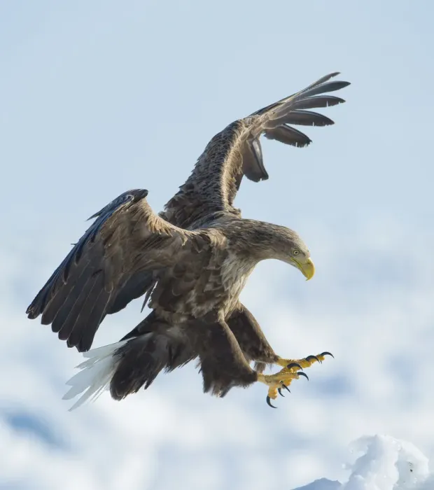 Framed Print : White tailed sea eagle (Haliaeetus albicilla) in flight landing, Hokkaido, Japan Framed Print : White tailed sea eagle (Haliaeetus albicilla) in flight landing, Hokkaido, Japan