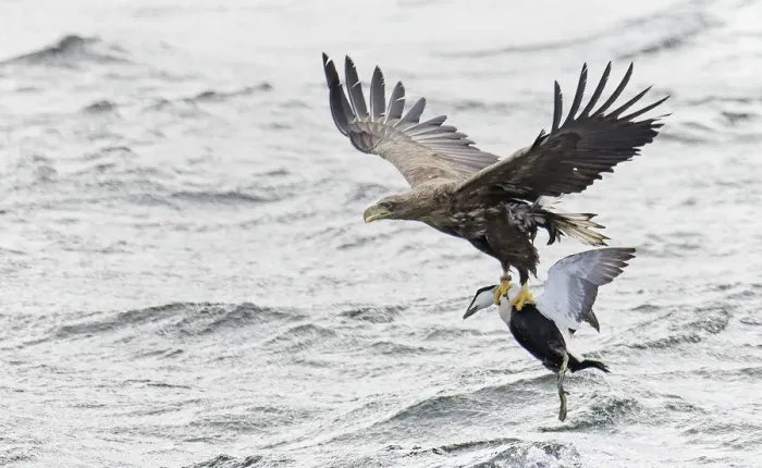 Framed Print : White-tailed sea eagle (Haliaeetus albicilla) flying over water with male Common eider Framed Print : White-tailed sea eagle (Haliaeetus albicilla) flying over water with male Common eider