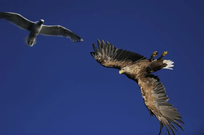 Framed Print : White tailed sea eagle (Haliaeetus albicilla) and Greater black backed gull (Larus Framed Print : White tailed sea eagle (Haliaeetus albicilla) and Greater black backed gull (Larus