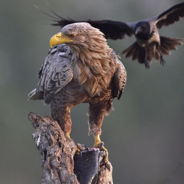 Framed Print : White tailed sea eagle (Haliaeetus albicilla) perched on tree stump with fish. Hooded crow Framed Print : White tailed sea eagle (Haliaeetus albicilla) perched on tree stump with fish. Hooded crow