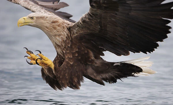 White-tailed sea eagle (Haliaetus albicilla) about to take fish from water, Flatanger