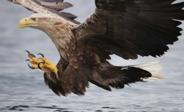 Framed Print : White-tailed sea eagle (Haliaetus albicilla) about to take fish from water, Flatanger Framed Print : White-tailed sea eagle (Haliaetus albicilla) about to take fish from water, Flatanger