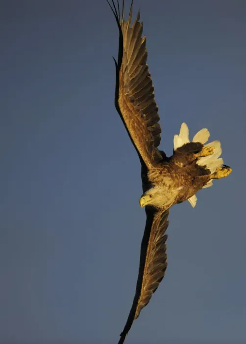 Framed Print : White tailed sea eagle (Haliaetus albicilla) in flight, Flatanger, Norway, June 2008 Framed Print : White tailed sea eagle (Haliaetus albicilla) in flight, Flatanger, Norway, June 2008