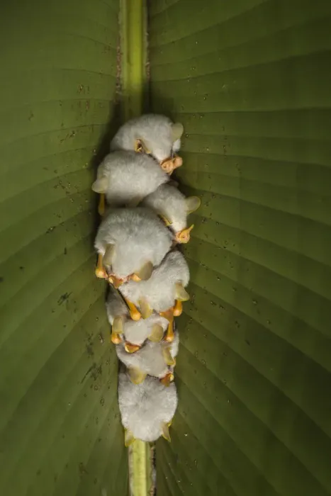Framed Print : White tent making bat (Ectophylla alba) roosting in tree, La Selva Field Station Framed Print : White tent making bat (Ectophylla alba) roosting in tree, La Selva Field Station