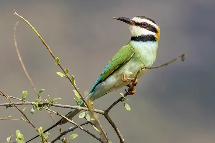 Framed Print : White-throated bee-eater (Merops albicollis) perched on branch, Samburu game reserve, Kenya Framed Print : White-throated bee-eater (Merops albicollis) perched on branch, Samburu game reserve, Kenya