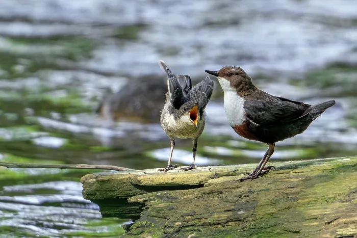 Framed Print : White-throated dipper (Cinclus cinclus aquaticus) perched at edge of river with begging fledgling, Luxembourg. May Framed Print : White-throated dipper (Cinclus cinclus aquaticus) perched at edge of river with begging fledgling, Luxembourg. May