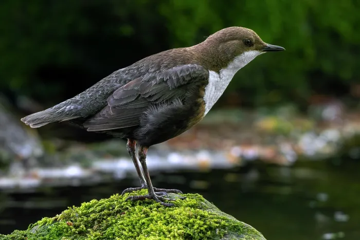 Framed Print : White-throated dipper (Cinclus cinclus aquaticus) perched on a rock covered in moss in river, Luxembourg. May