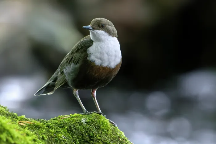 Framed Print : White-throated dipper (Cinclus cinclus aquaticus) perched on a rock covered in moss in river, Luxembourg. May Framed Print : White-throated dipper (Cinclus cinclus aquaticus) perched on a rock covered in moss in river, Luxembourg. May