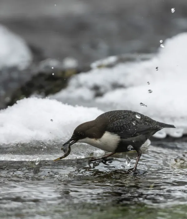 Framed Print : White-throated dipper (Cinclus cinclus) catching fish in icy water, Finland. December Framed Print : White-throated dipper (Cinclus cinclus) catching fish in icy water, Finland. December
