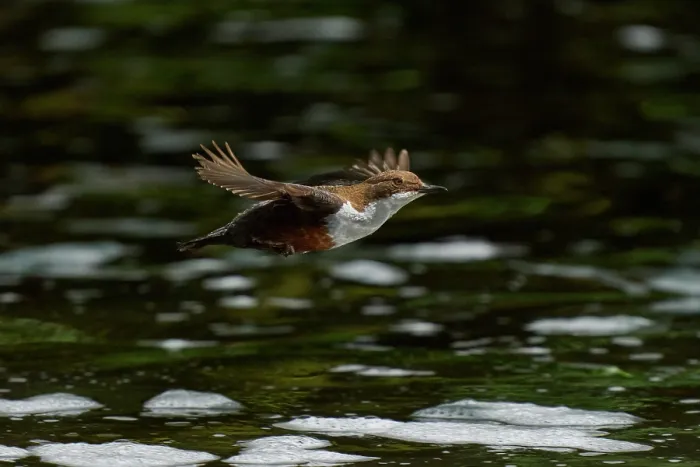 Framed Print : White-throated dipper (Cinclus cinclus) flying low over river, River Tame, Greater Manchester, UK. May Framed Print : White-throated dipper (Cinclus cinclus) flying low over river, River Tame, Greater Manchester, UK. May