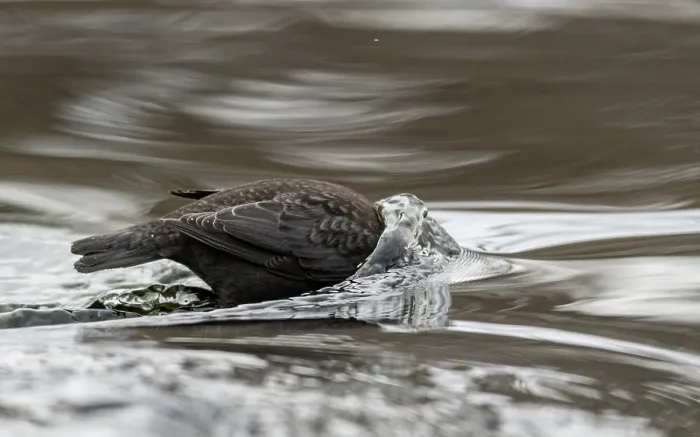 Framed Print : White-throated dipper (Cinclus cinclus) looking for food beneath surface of river, Finland, February