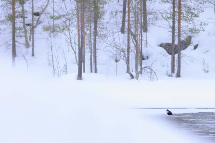 Framed Print : White-throated dipper (Cinclus cinclus) perched on ice at edge of river in winter, Kuusamo, Finland. February