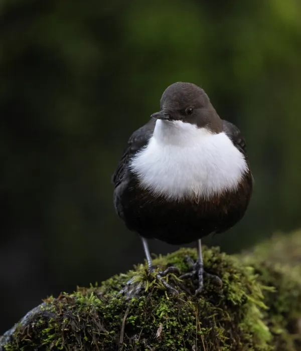 Framed Print : White-throated dipper (Cinclus cinclus) perched on moss covered rock, Finland, October Framed Print : White-throated dipper (Cinclus cinclus) perched on moss covered rock, Finland, October