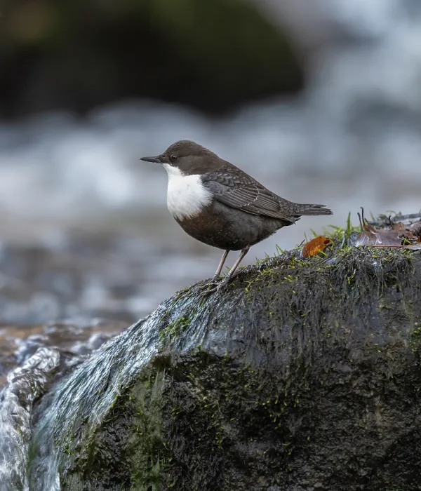 Framed Print : White-throated dipper (Cinclus cinclus) perched on rock beside river, Finland, October Framed Print : White-throated dipper (Cinclus cinclus) perched on rock beside river, Finland, October