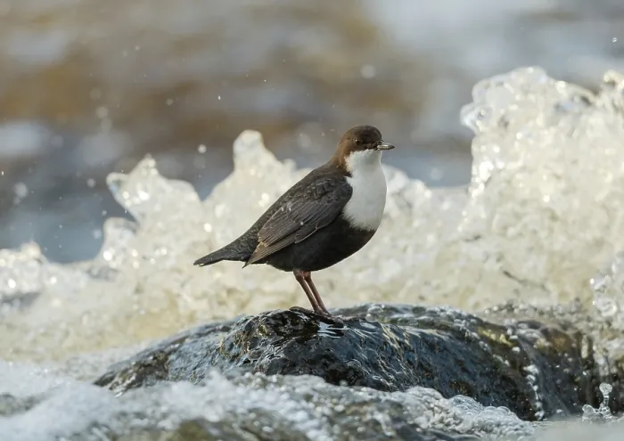Framed Print : White-throated dipper (Cinclus cinclus) perched on rock in river, Finland, February Framed Print : White-throated dipper (Cinclus cinclus) perched on rock in river, Finland, February