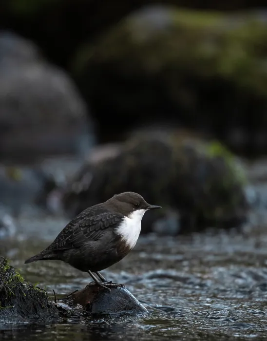 Framed Print : White-throated dipper (Cinclus cinclus) perched on rock beside river, Finland, October Framed Print : White-throated dipper (Cinclus cinclus) perched on rock beside river, Finland, October