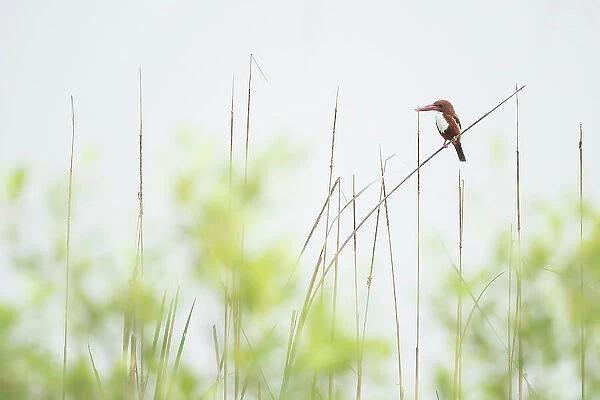 White throated kingfisher (Halcyon smyrnensis) perched on a reed, Sunderban tiger reserve, West Bengal, India