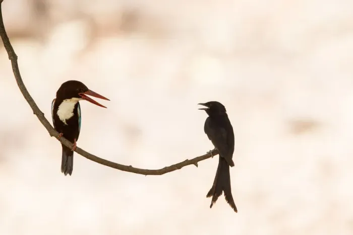 Framed Print : White-throated kingfisher (Halcyon smyrnensis) with Black drongo (Dicrurus macrocercus) Framed Print : White-throated kingfisher (Halcyon smyrnensis) with Black drongo (Dicrurus macrocercus)