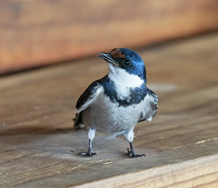 Framed Print : White-throated swallow (Hirundo albigularis) perched below nest site singing, West Coast National Park, Langebaan, Cape Province, South Africa