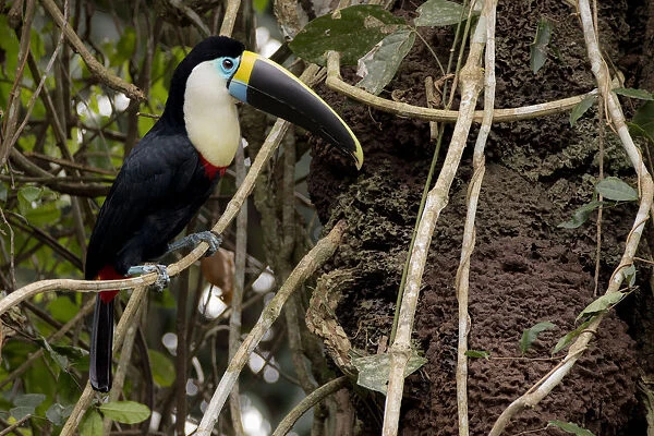 White-throated toucan (Ramphastos tucanus) perched close to a termite nest