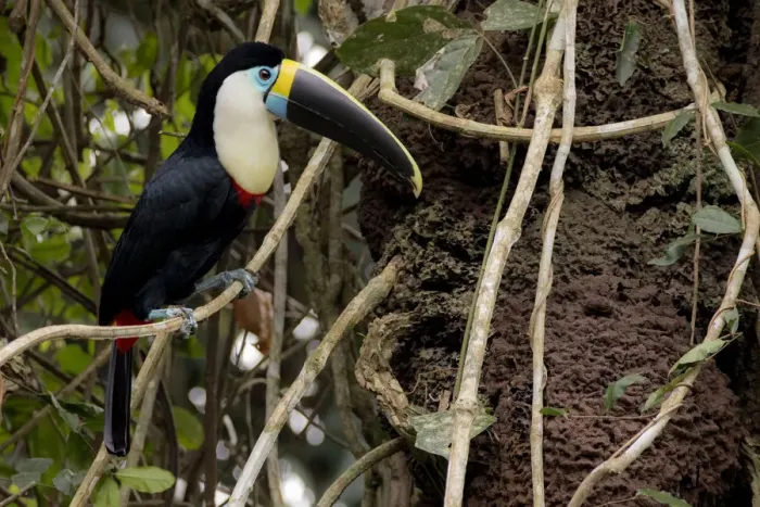 Framed Print : White-throated toucan (Ramphastos tucanus) perched close to a termite nest Framed Print : White-throated toucan (Ramphastos tucanus) perched close to a termite nest