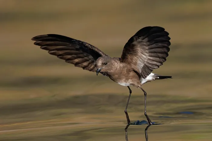 Framed Print : White-vented storm petrel (Oceanites gracilis) walking on the water with wings spread, Galapagos Islands, Pacific Ocean Framed Print : White-vented storm petrel (Oceanites gracilis) walking on the water with wings spread, Galapagos Islands, Pacific Ocean