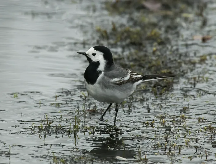 Framed Print : White wagtail (Motacilla alba) feeding in stream, Karigasniemi, Finnish Lapland, Finland. May Framed Print : White wagtail (Motacilla alba) feeding in stream, Karigasniemi, Finnish Lapland, Finland. May
