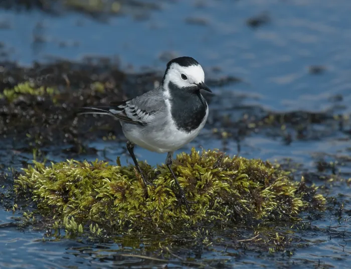 Framed Print : White wagtail (Motacilla alba) standing on vegetation in stream, Karigasniemi, Finnish Lapland, Finland. May Framed Print : White wagtail (Motacilla alba) standing on vegetation in stream, Karigasniemi, Finnish Lapland, Finland. May