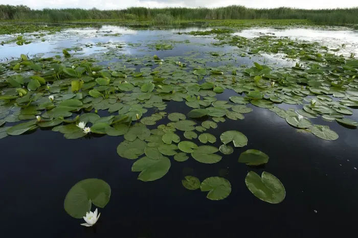Framed Print : White water lilies (Nymphaea alba) on surface of Danube delta rewilding area, Romania Framed Print : White water lilies (Nymphaea alba) on surface of Danube delta rewilding area, Romania