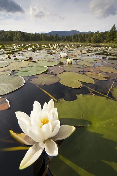 White Water Lily (Nymphaea alba) in flower, Cairngorms National Park, Scotland, UK