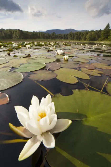 Framed Print : White Water Lily (Nymphaea alba) in flower, Cairngorms National Park, Scotland, UK Framed Print : White Water Lily (Nymphaea alba) in flower, Cairngorms National Park, Scotland, UK