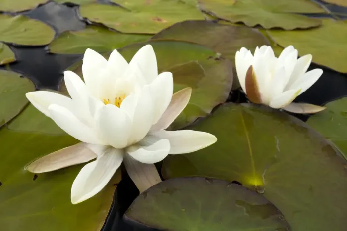 Framed Print : White water lily (Nymphaea alba) in flower, Scotland, UK, July. 2020VISION Book Plate Framed Print : White water lily (Nymphaea alba) in flower, Scotland, UK, July. 2020VISION Book Plate