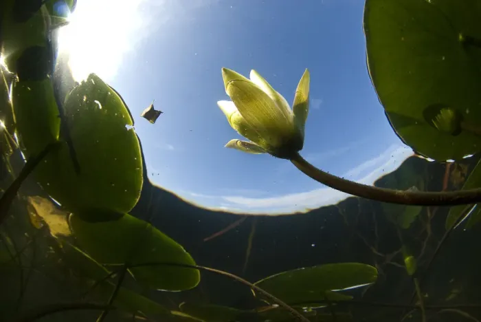 Framed Print : White water lily (Nymphea alba) in flower, viewed from below the surface, Lake Skadar Framed Print : White water lily (Nymphea alba) in flower, viewed from below the surface, Lake Skadar