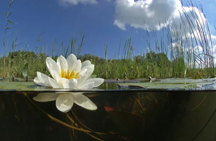 Framed Print : White waterlily (Nymphaea alba) in Naardermeer bog lake, Holland. May Framed Print : White waterlily (Nymphaea alba) in Naardermeer bog lake, Holland. May