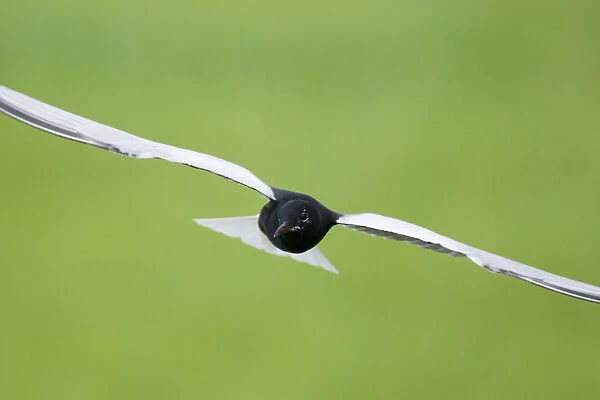 White winged black tern (Chlidonias Leucopterus) in flight, Prypiat river, Belarus
