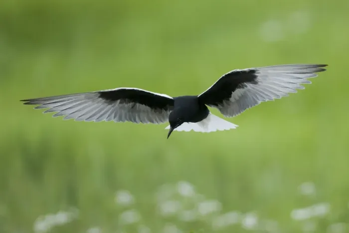 Framed Print : White winged black tern (Chlidonias leucopterus) in flight, Prypiat river, Belarus Framed Print : White winged black tern (Chlidonias leucopterus) in flight, Prypiat river, Belarus