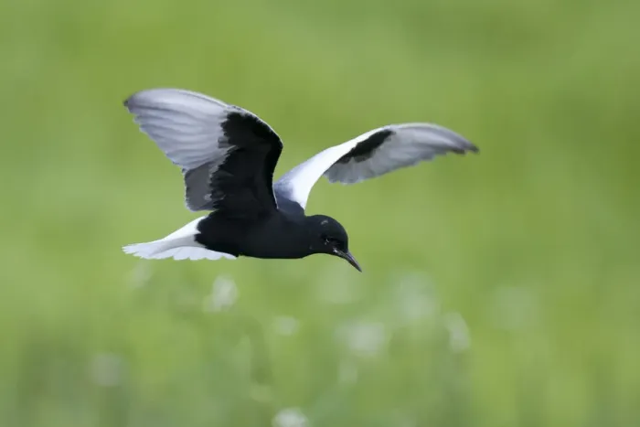 Framed Print : White winged black tern (Chlidonias leucopterus) in flight, Prypiat river, Belarus Framed Print : White winged black tern (Chlidonias leucopterus) in flight, Prypiat river, Belarus