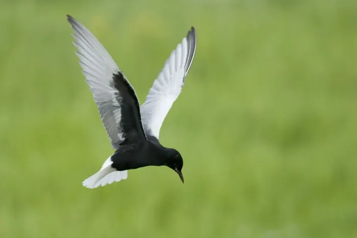Framed Print : White winged black tern (Chlidonias leucopterus) in flight, Prypiat river, Belarus Framed Print : White winged black tern (Chlidonias leucopterus) in flight, Prypiat river, Belarus