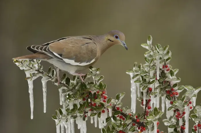Framed Print : White-winged Dove (Zenaida asiatica), adult perched on icy branch of Yaupon Holly (Ilex vomitoria) Framed Print : White-winged Dove (Zenaida asiatica), adult perched on icy branch of Yaupon Holly (Ilex vomitoria)