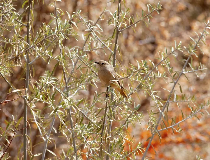 Framed Print : White-winged redstart (Phoenicurus erythrogastrus) female, perched in bush, Ulley, Ladakh, India Framed Print : White-winged redstart (Phoenicurus erythrogastrus) female, perched in bush, Ulley, Ladakh, India