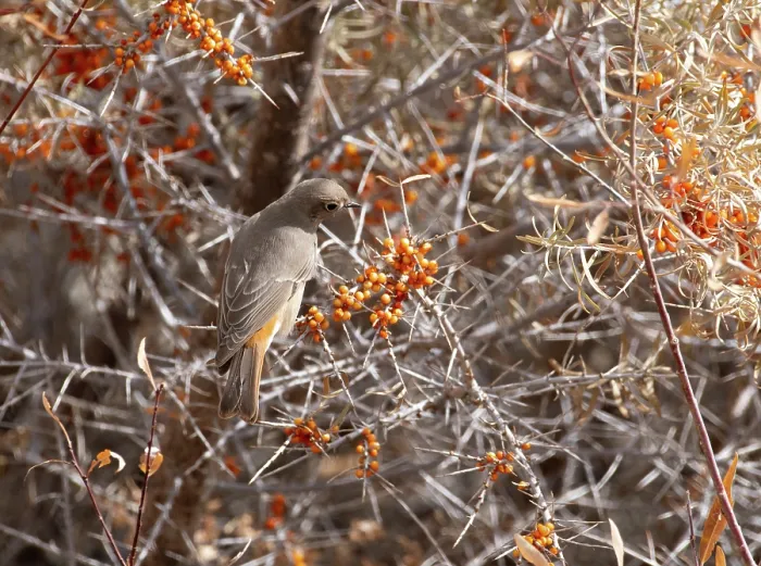 Framed Print : White-winged redstart (Phoenicurus erythrogastrus) female, on Sea buckthorn (Hippophae sp.) bush, Ulley, Ladakh, India Framed Print : White-winged redstart (Phoenicurus erythrogastrus) female, on Sea buckthorn (Hippophae sp.) bush, Ulley, Ladakh, India